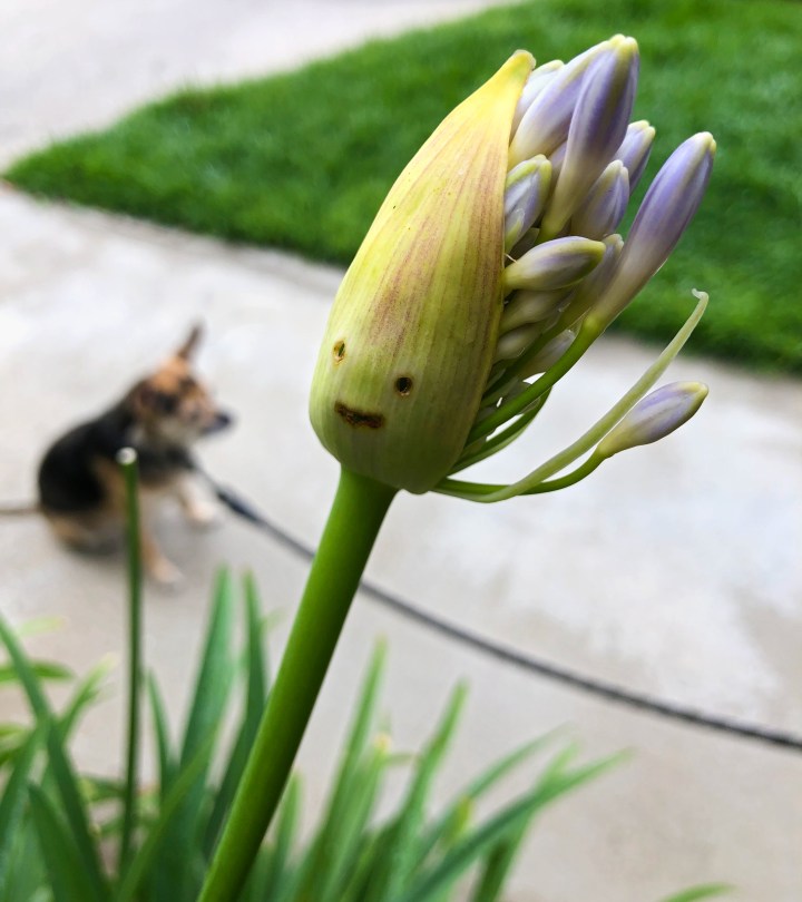Agapanthus 5_cropped